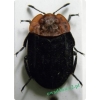 Oiceoptoma thoracicum (Linnaeus, 1758) Ścierwiec